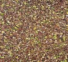 تصویر 1 از خرید و قیمت مغز پسته جنگلی درجه + به صورت عمده